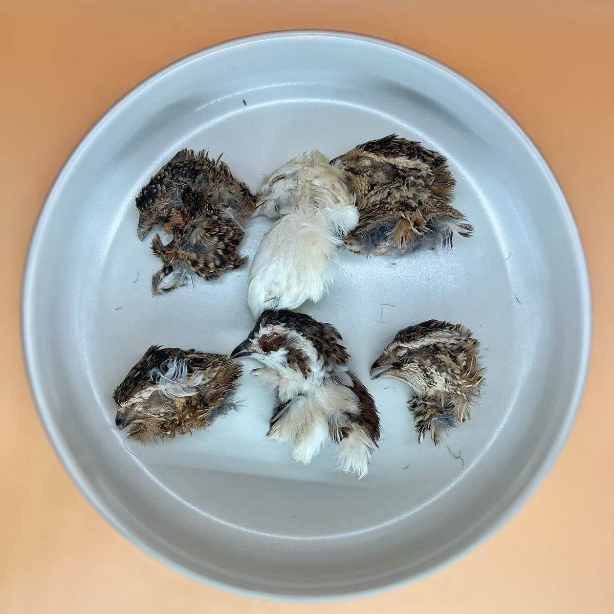 Quail Heads 🐦 Lonestar Dog Treats